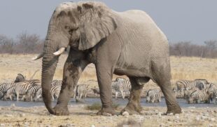 safari-namibia-unendliche-weiten